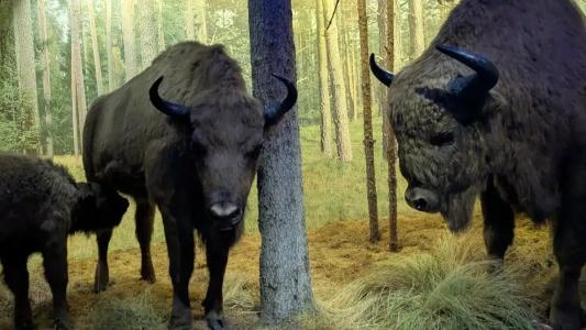 Каменюки - 4