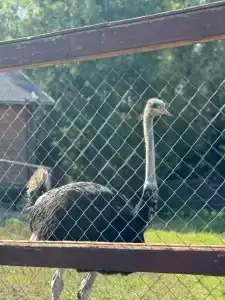 Капитанский Остров 57 - 34