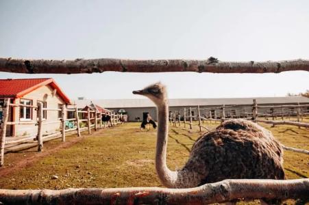 Мурманская страусиная ферма - 57