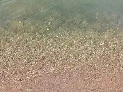 Смородина - 49