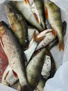 Маркомусы - 86