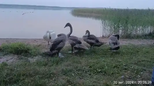 Виштынец - 44