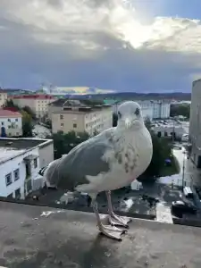 Меридиан - 71