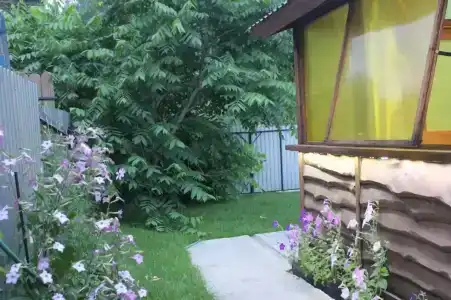Кедр - 1