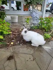 Морская дача Арабеска - 84