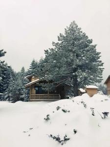 Uludag Orman Koskleri - 50