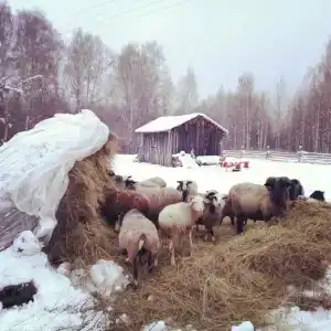 Якимиха - 72