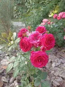 Оазис - 13