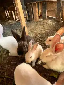 Панский сад - 100