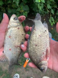 Монахов пруд - 85