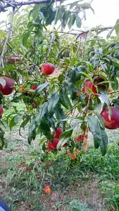 6 Континентов - 23