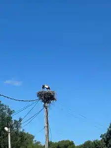 Светлана - 75