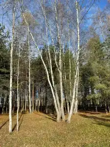 Мать и дитя - 44