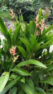 Takamaka Green Village - 9