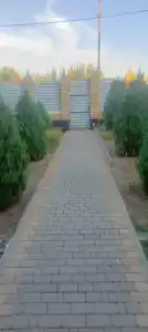 СоНата - 22