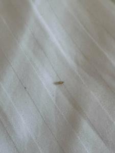 Мечтатели - 74