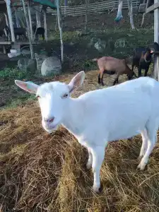 Карельские Лага - 33