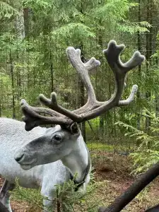 Северный олень - 15