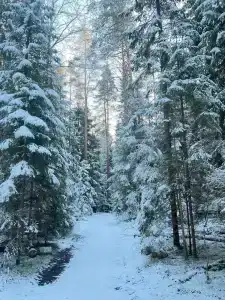 Северный олень - 17
