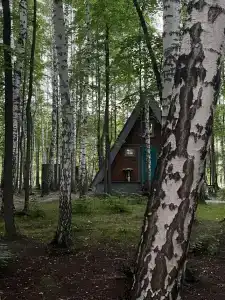 Forest story - 30