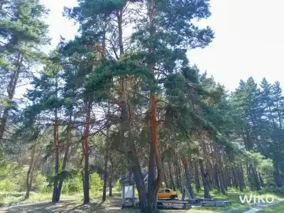 Белые бугры - 13