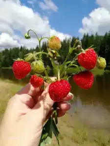 Прудок - 22