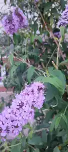 Каспий - 43