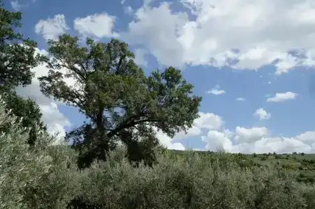 La Quercetta - 3