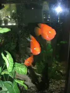 40 Лет Победы - 92