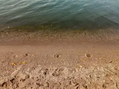 Смородина - 97