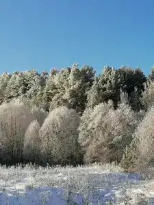 Колос - 21