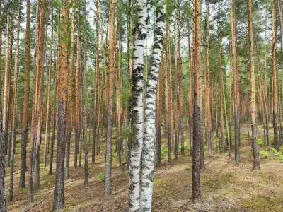 Русский лес - 72