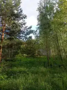 Хвойный парк - 22