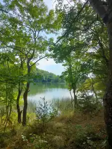 Родное - 97