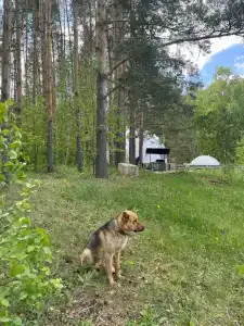 Йола - 36