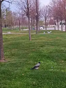 The Green Park Pendik - 71