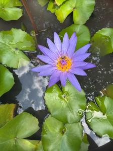 Vela Phu Quoc Resort - 12