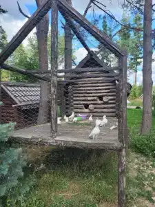 Лесная сказка - 52