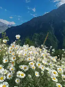 Chillawi - 6