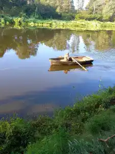 Русский лес - 66