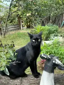 Турдагестан - 12