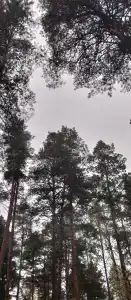 Тонус - 49