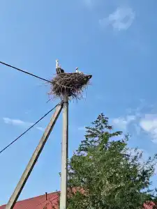 Беловежская пуща. №2 - 42