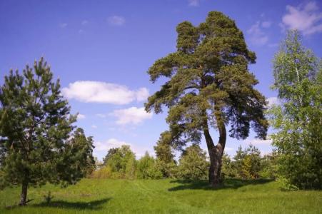 Русский лес - 51