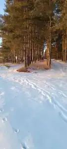 Сосновый бор - 15