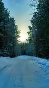 Кица ДСС - 23