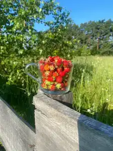 Смородина - 4