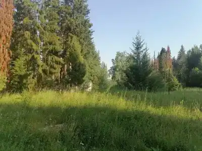 Рябинушка - 38