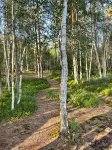 Морошка Эко Вилладж - 12