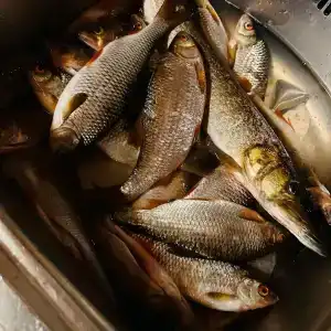 Мантиансаари - 54